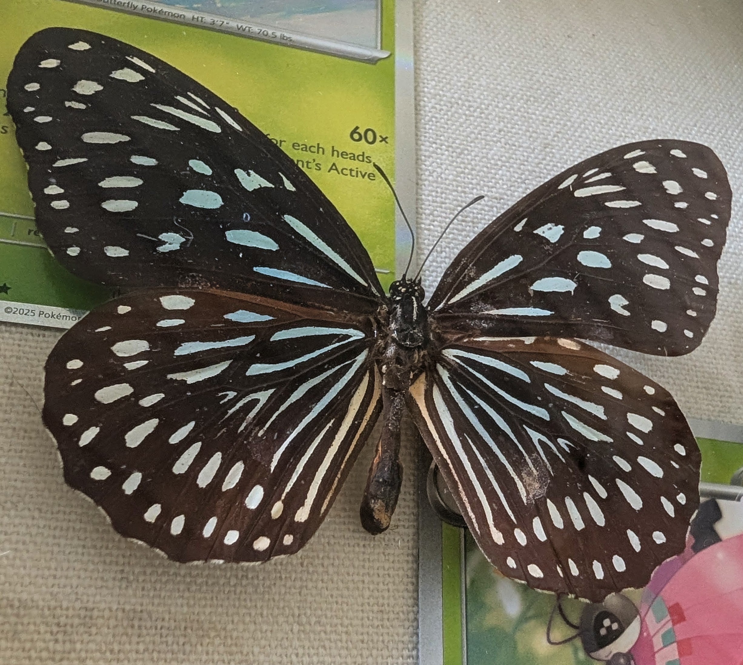 Jenny : Dark Blue Tiger Butterfly Pokémon Shadowbox