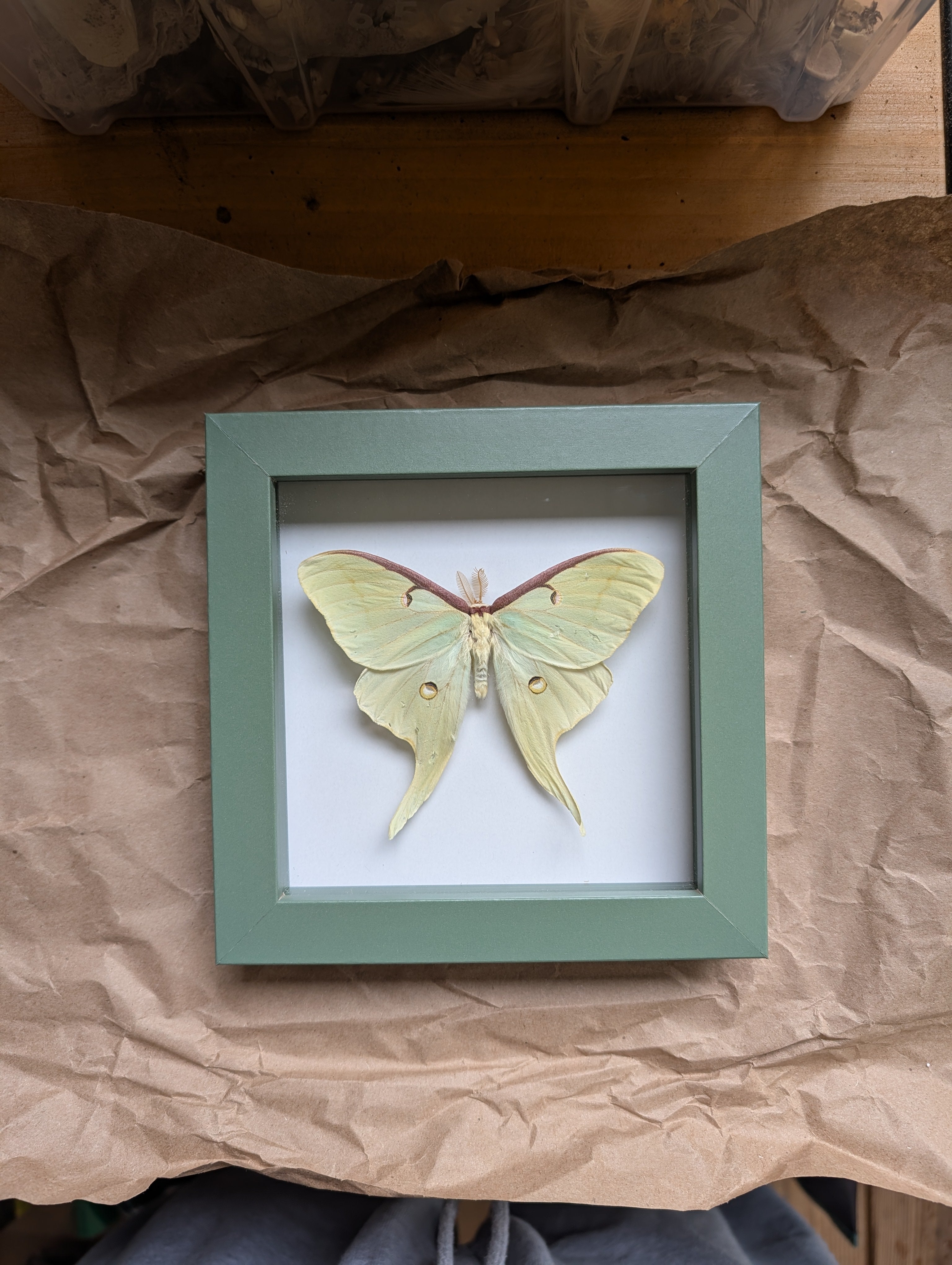 Vibriya : Luna Moth Framed Specimen