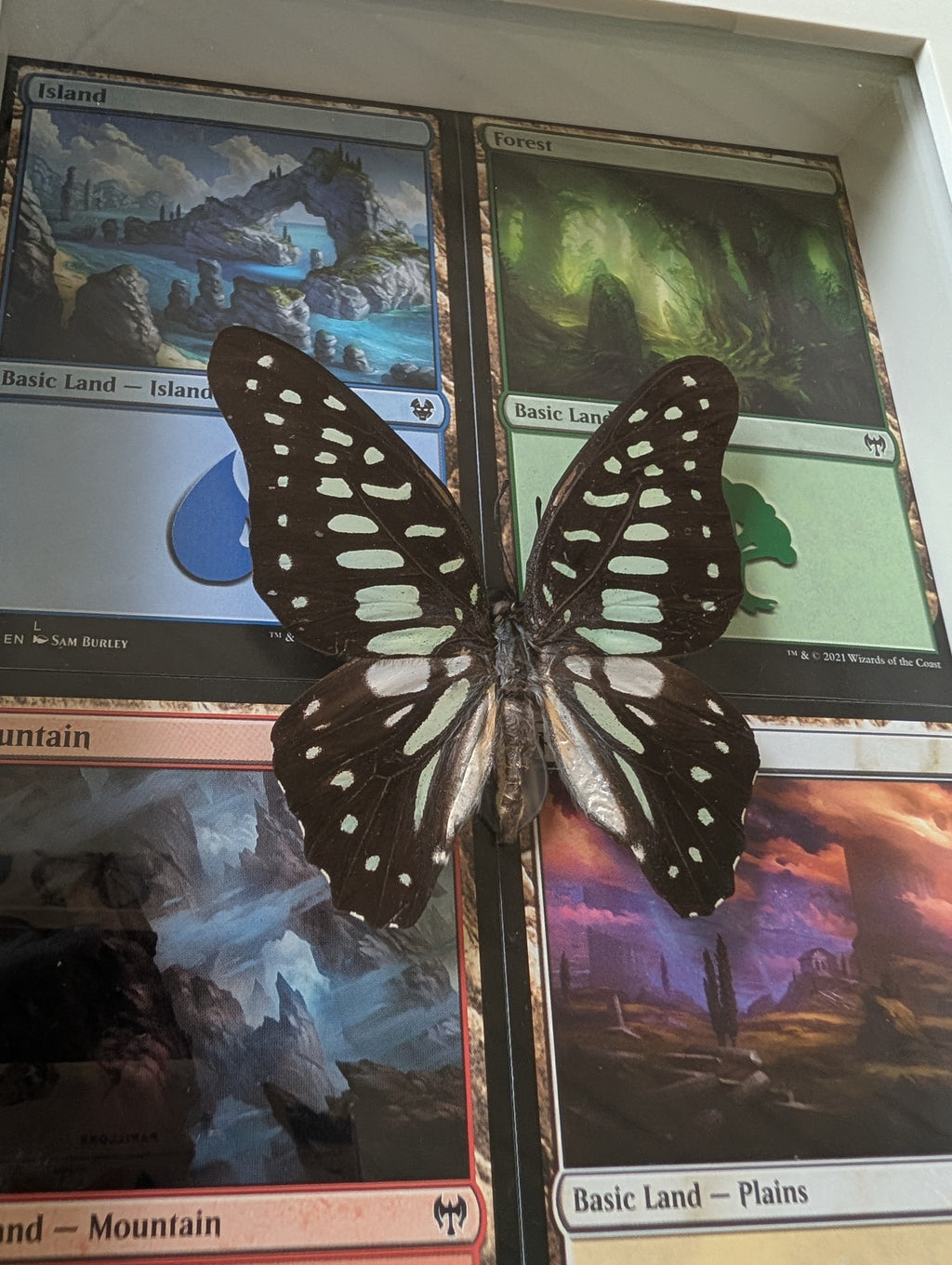 Gaia : Common Jay Swallowtail Magic: The Gathering Shadowbox