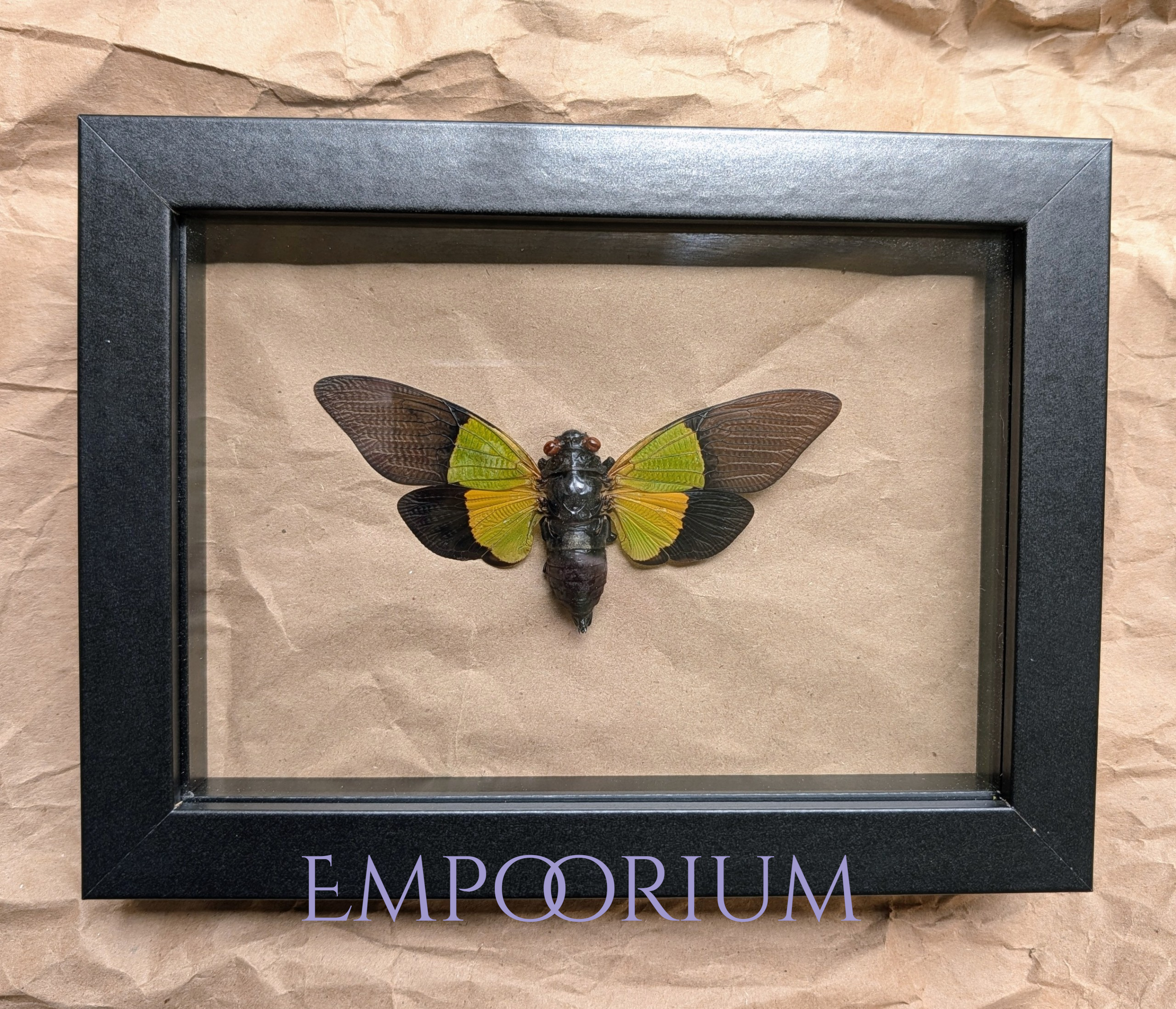 Leif - Golden Green Cicada Framed Specimen