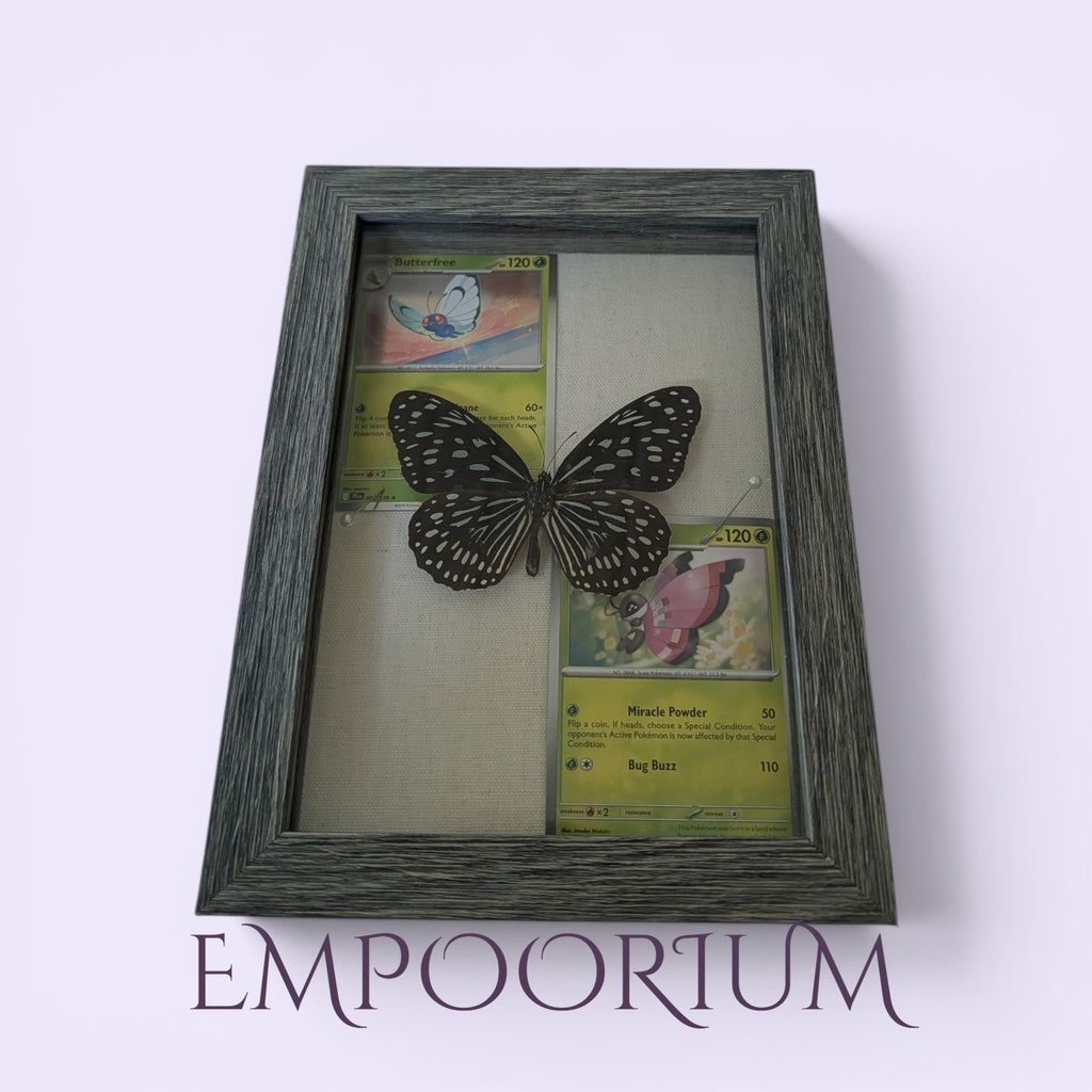 Jenny : Dark Blue Tiger Butterfly Pokémon Shadowbox