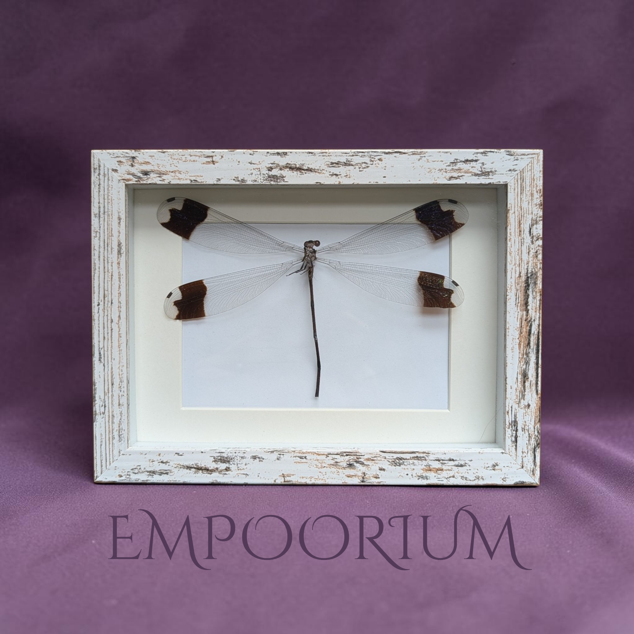 Marvin - Blue-winged Helicopter Damselfly Framed Specimen