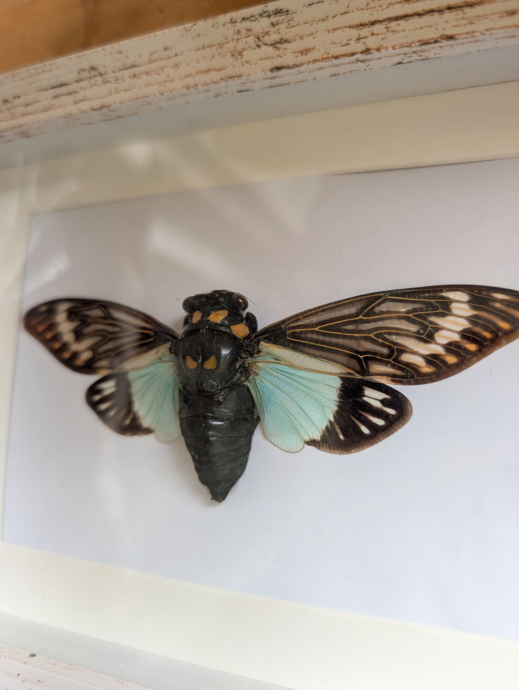 Noelle : Blue Cicada Framed Specimen
