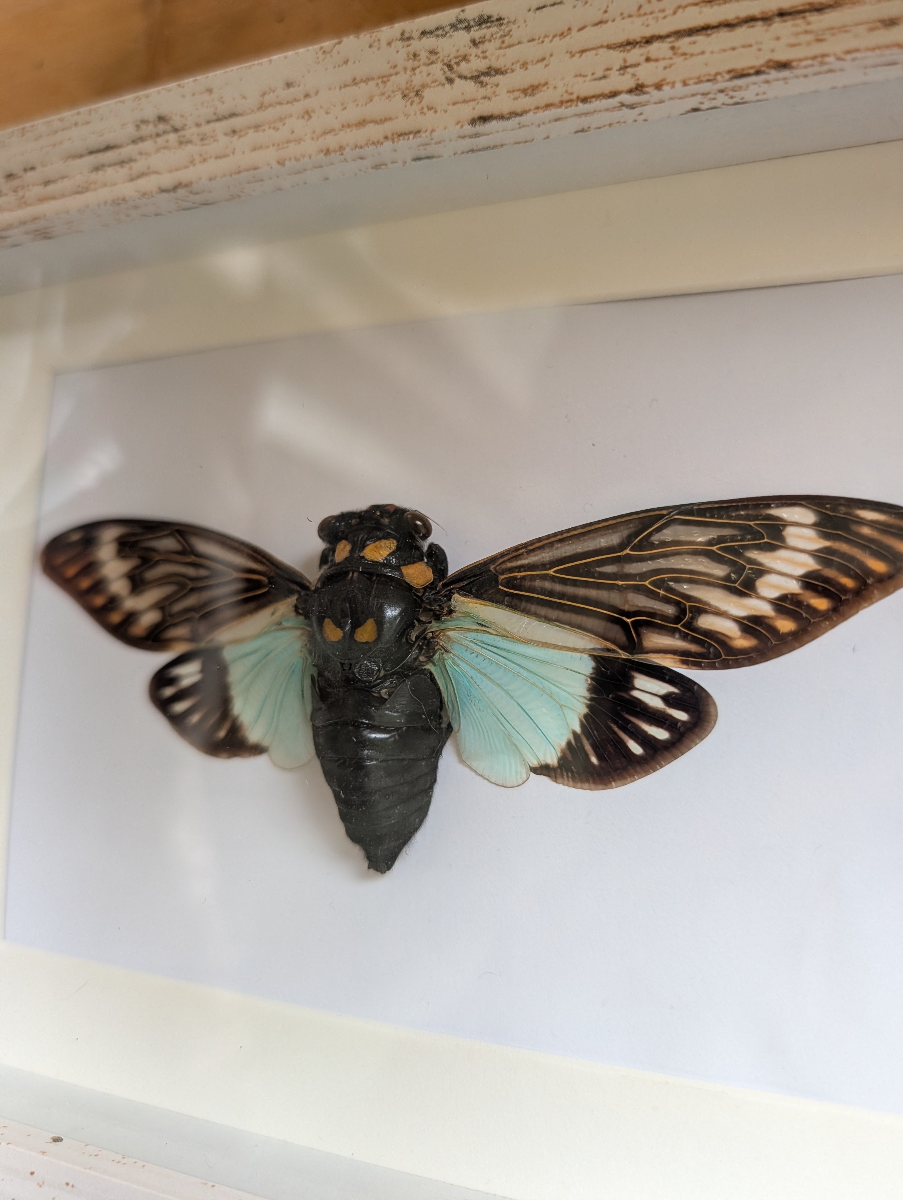 Noelle : Blue Cicada Framed Specimen