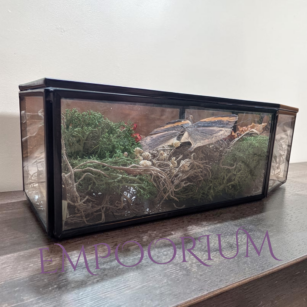 Dante - Dead Leaf Butterfly Botanical Coffin Display