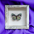 Calliope : Leprieur's Glory Framed Specimen