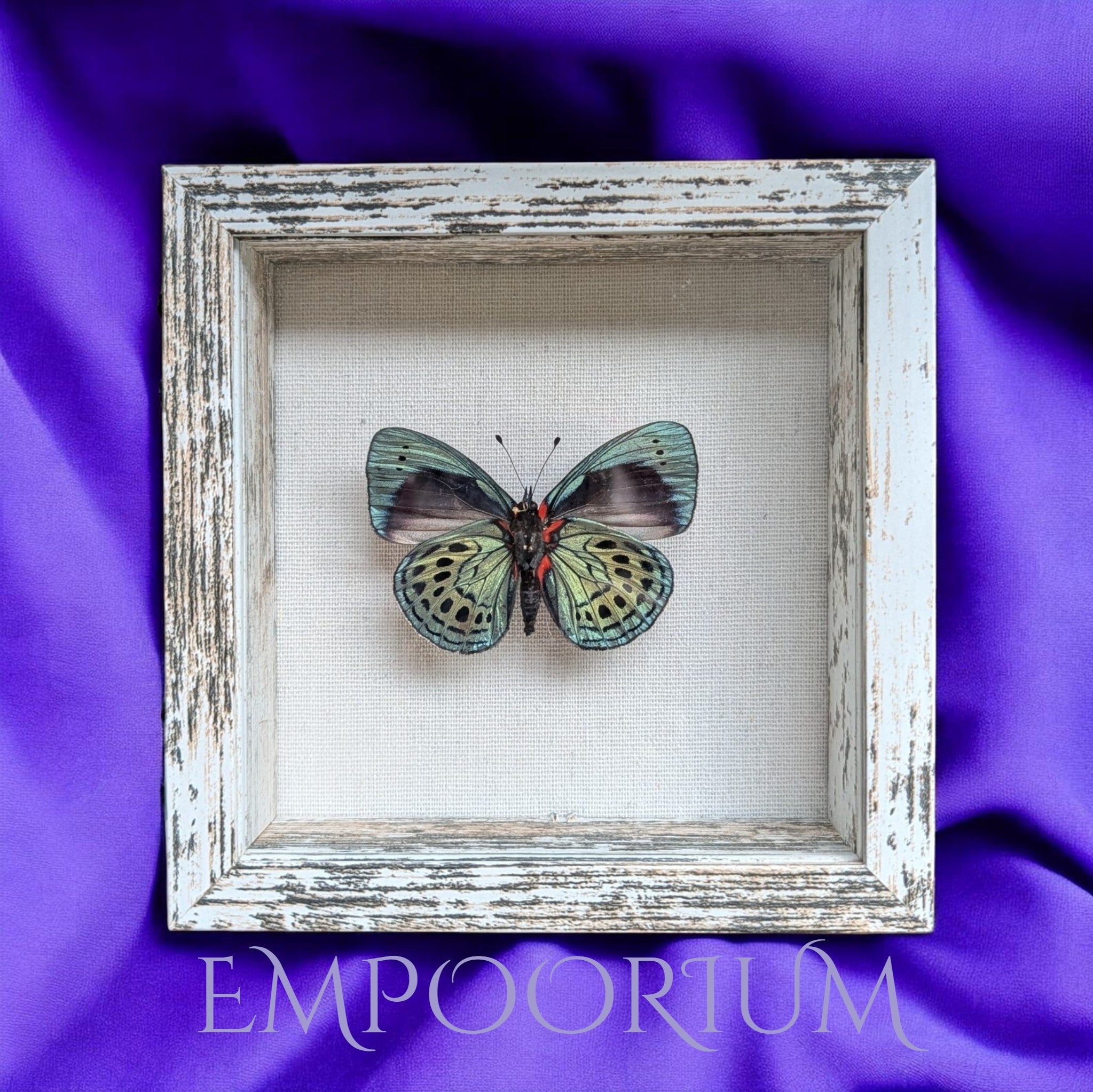 Calliope : Leprieur's Glory Framed Specimen