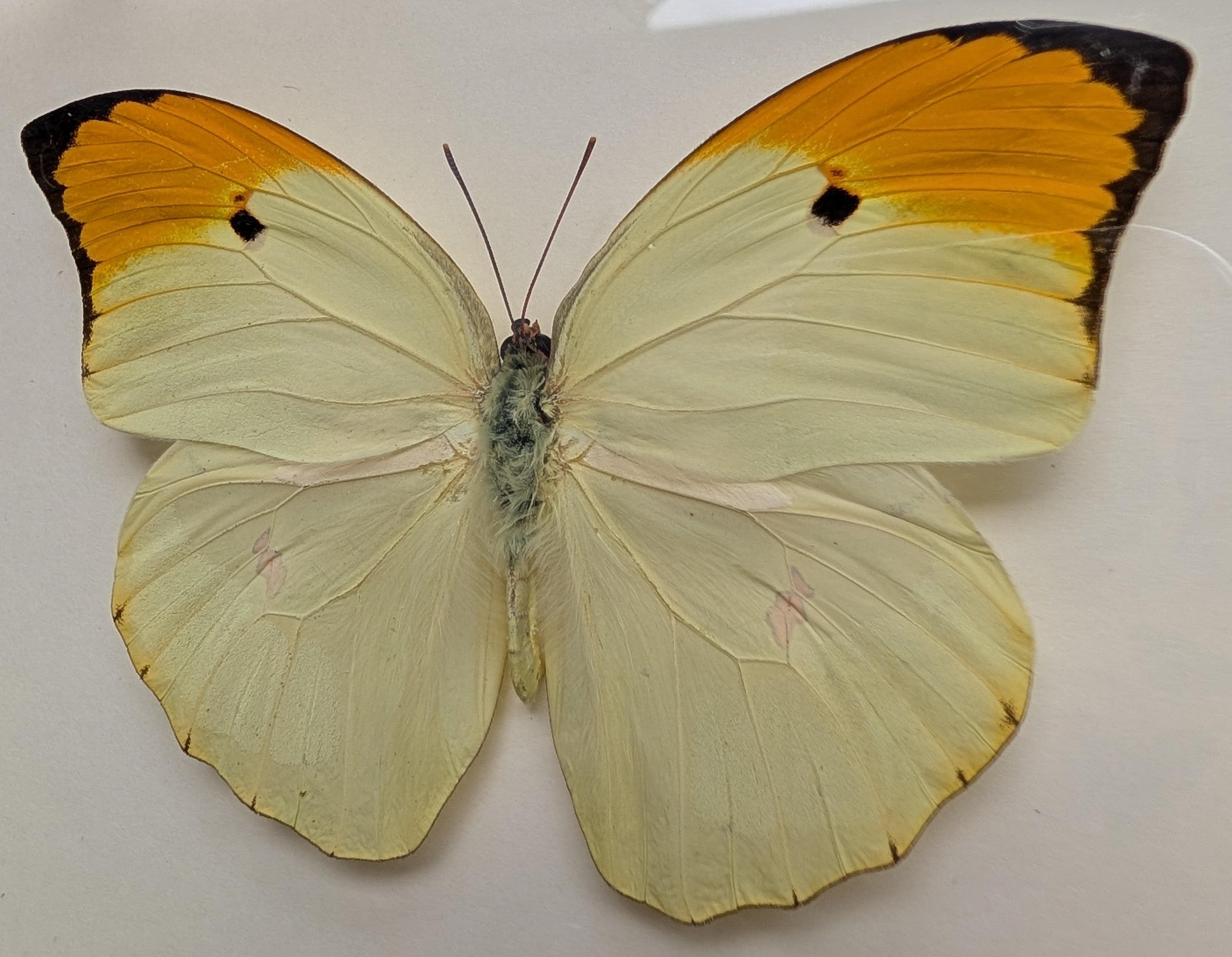 Florence - Orange-tipped Angled-Sulphur Butterfly Framed Specimen