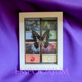 Gaia : Common Jay Swallowtail Magic: The Gathering Shadowbox