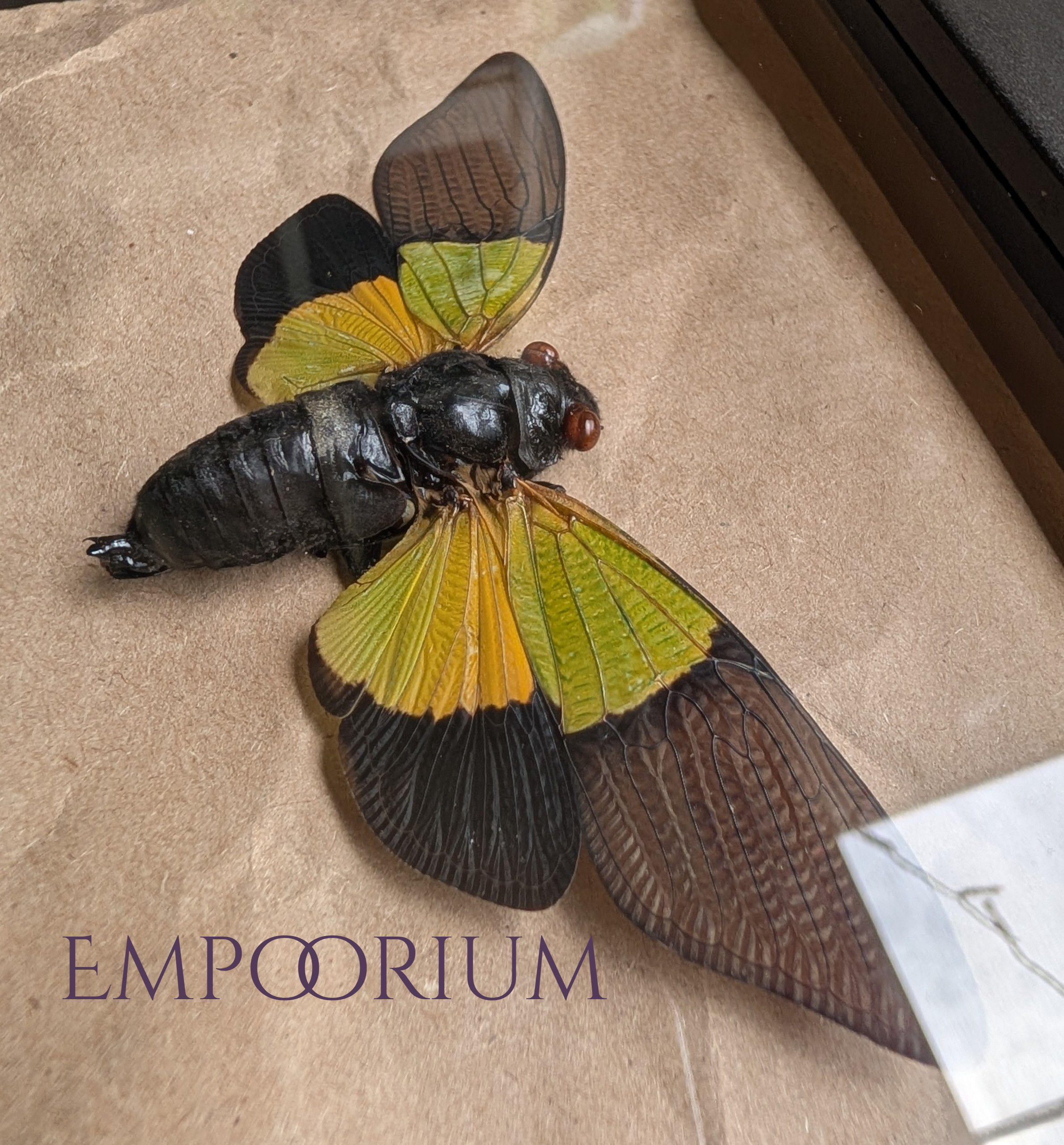 Leif - Golden Green Cicada Framed Specimen