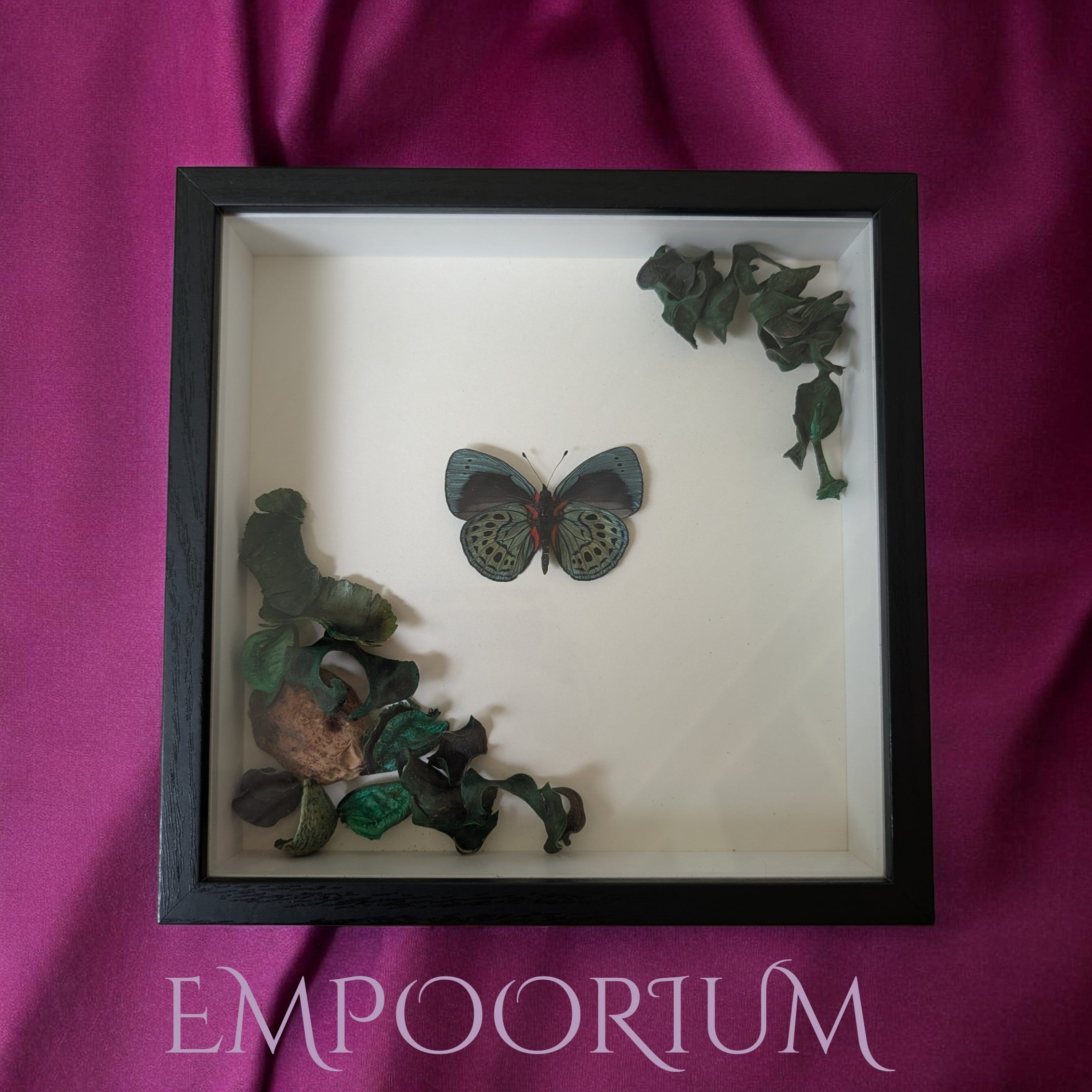 Philomena : Leprieur's Glory Botanical Shadowbox