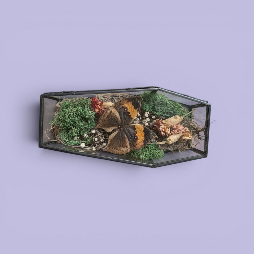 Dante - Dead Leaf Butterfly Botanical Coffin Display