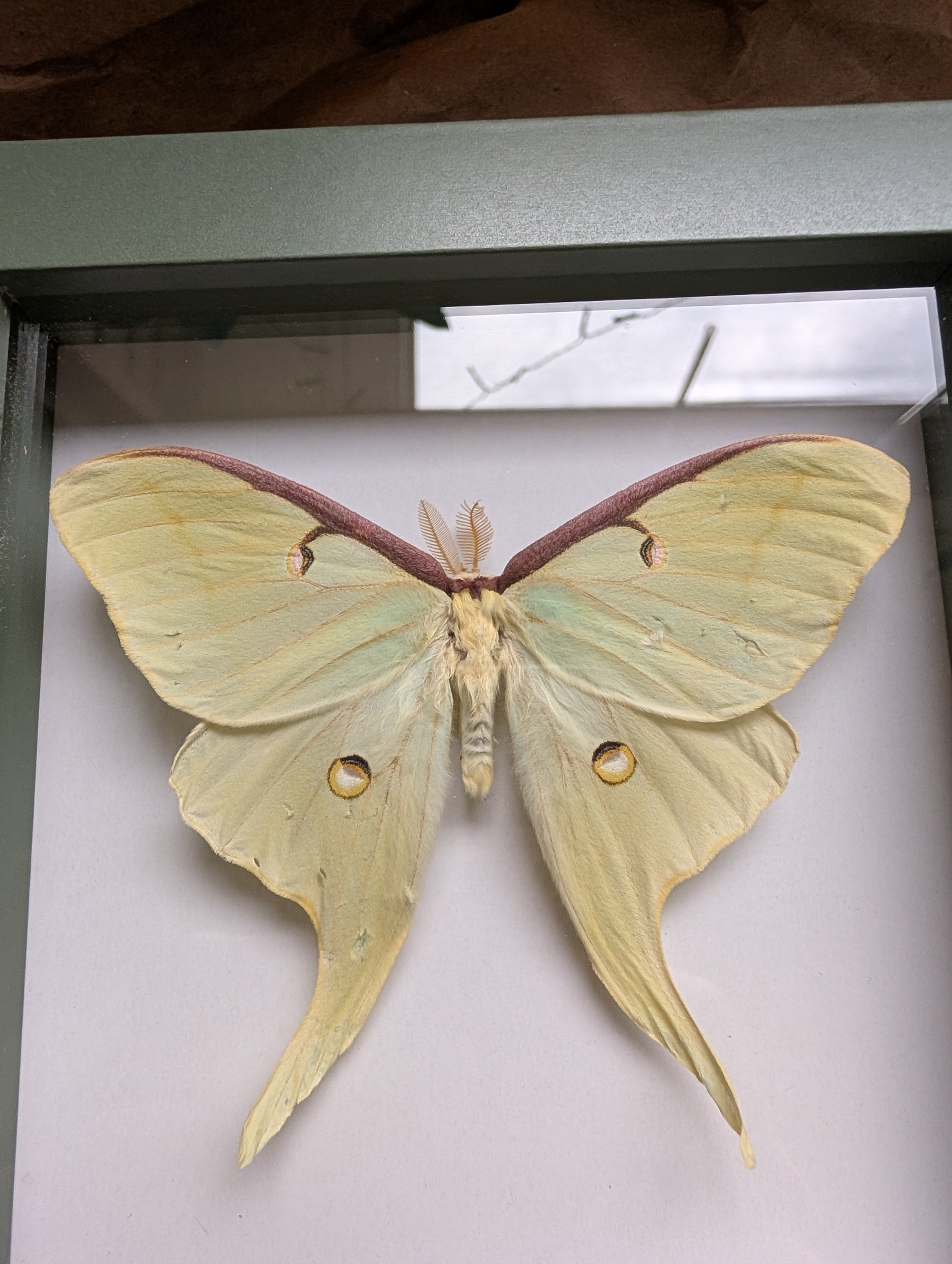 Vibriya : Luna Moth Framed Specimen