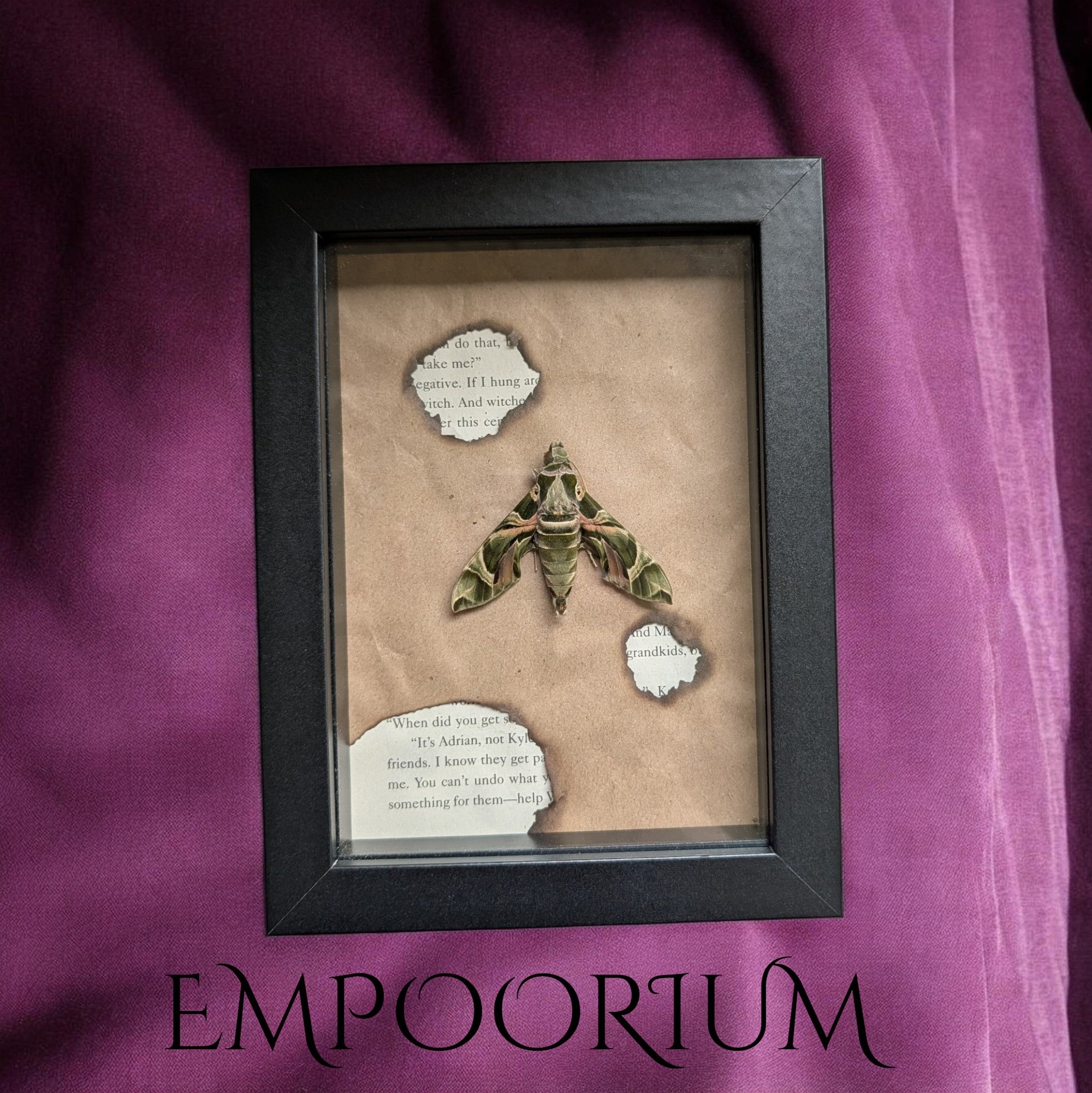 Cadet : Oleander Hawk Moth Literary Shadowbox