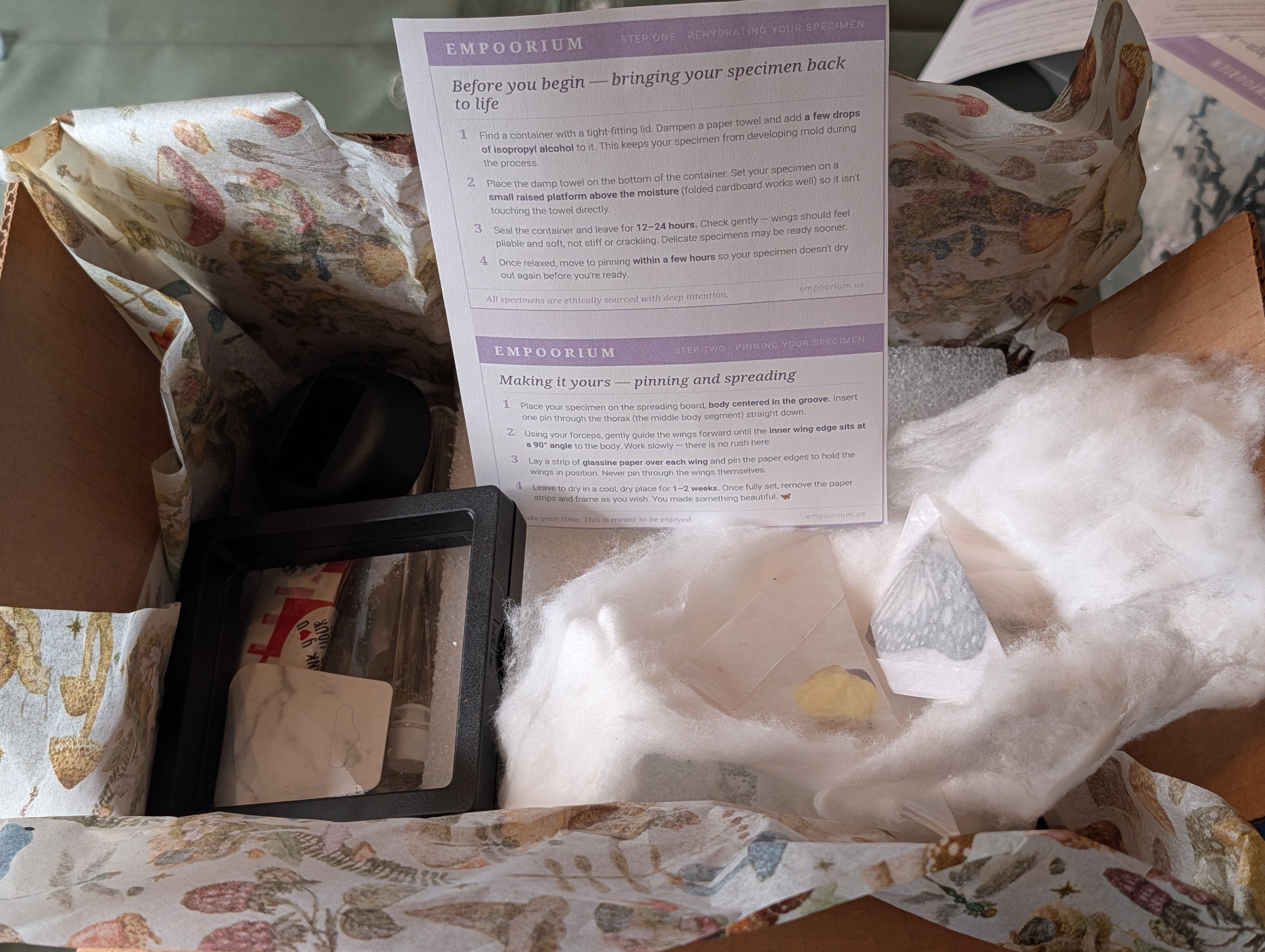 Pin Your Own Bug Box : DIY Butterfly Pinning Kit