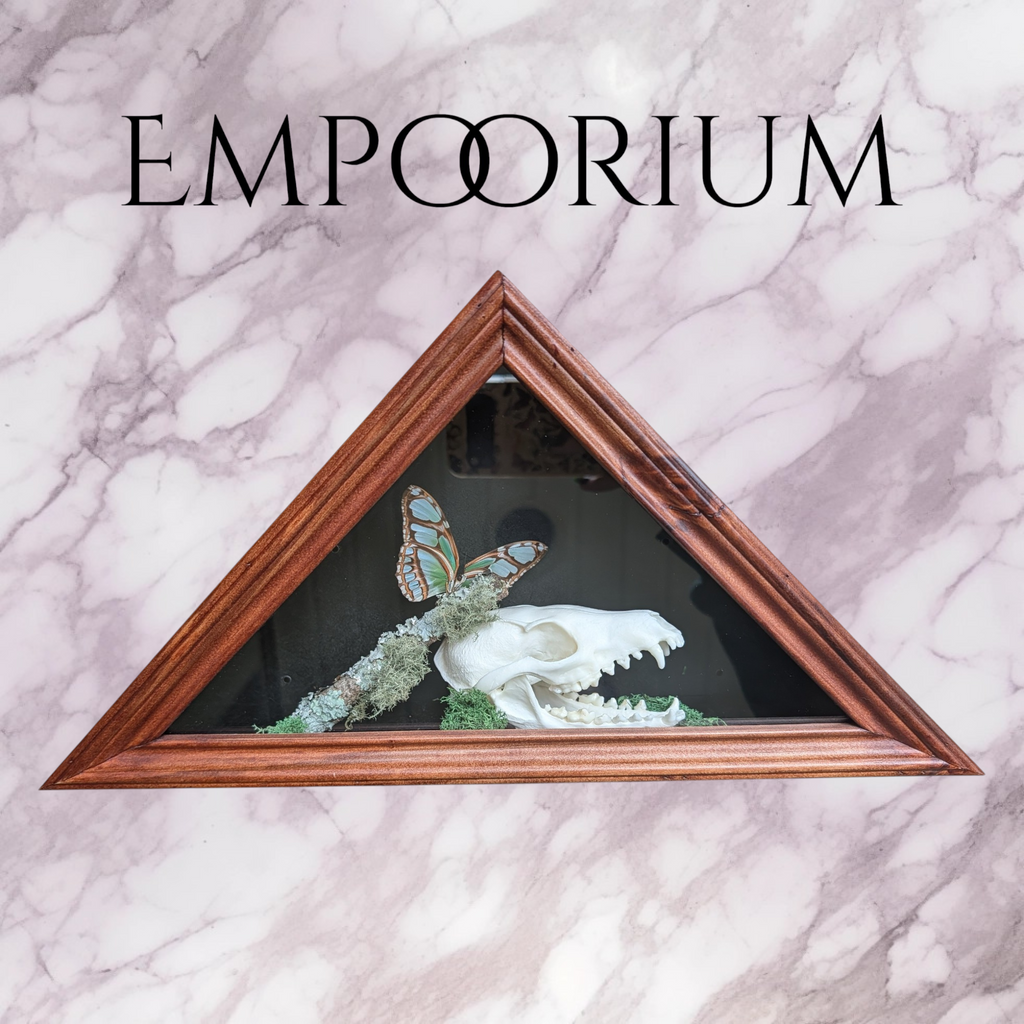 Sage and Tyme — Red Fox Skull and Scarce Bamboo Page Butterfly Triangular Shadowbox