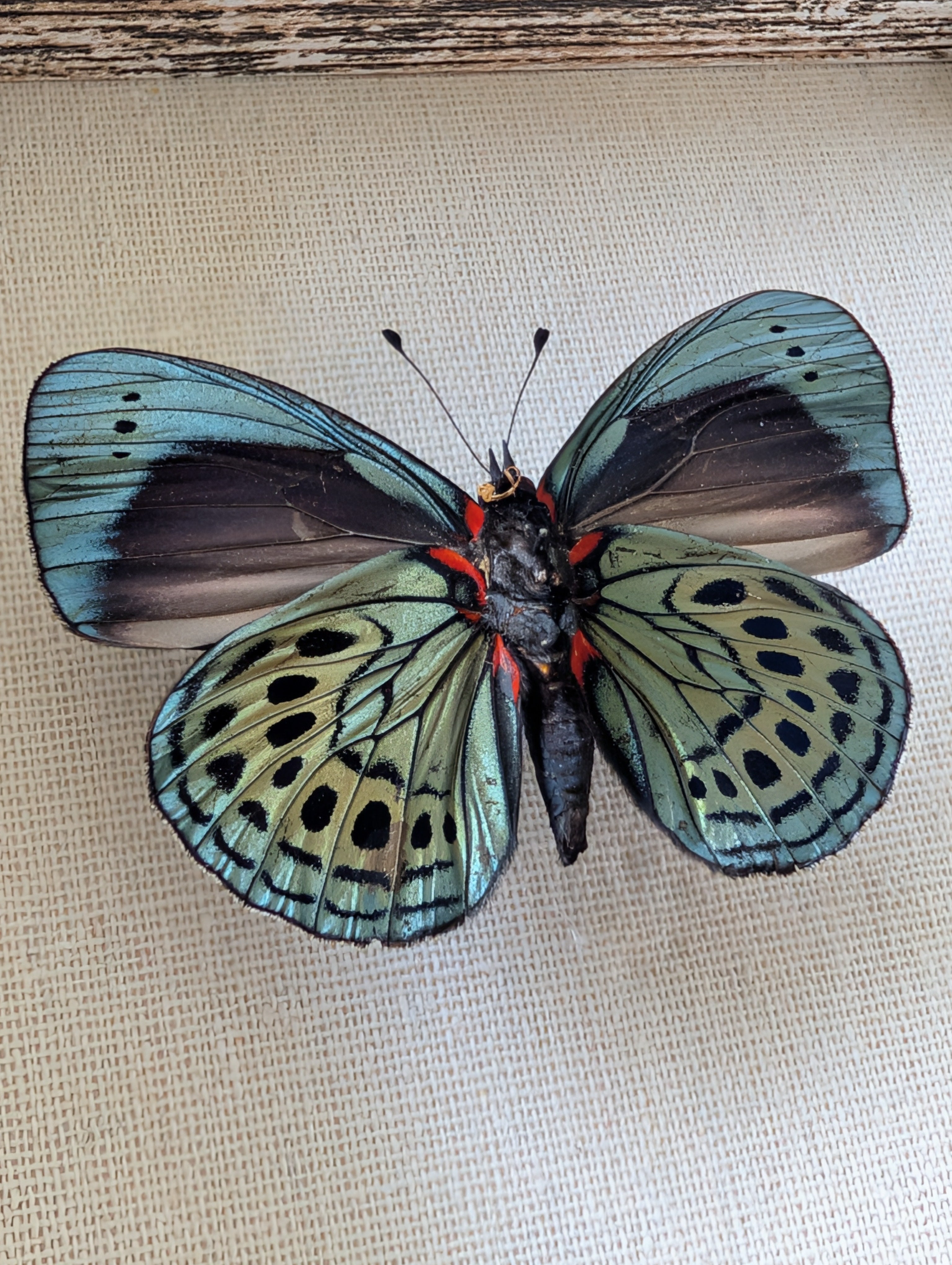Calliope : Leprieur's Glory Framed Specimen