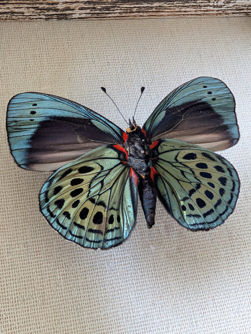 Calliope : Leprieur's Glory Framed Specimen