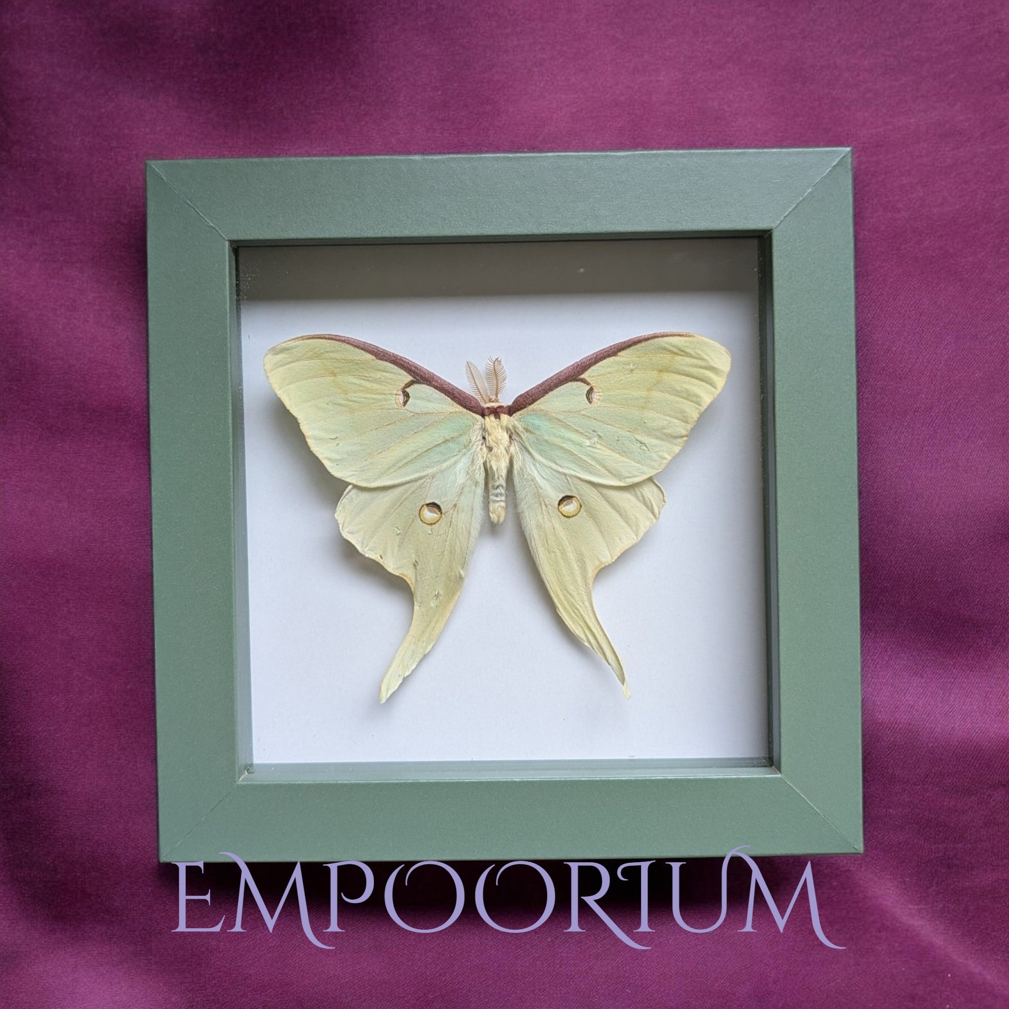 Vibriya : Luna Moth Framed Specimen