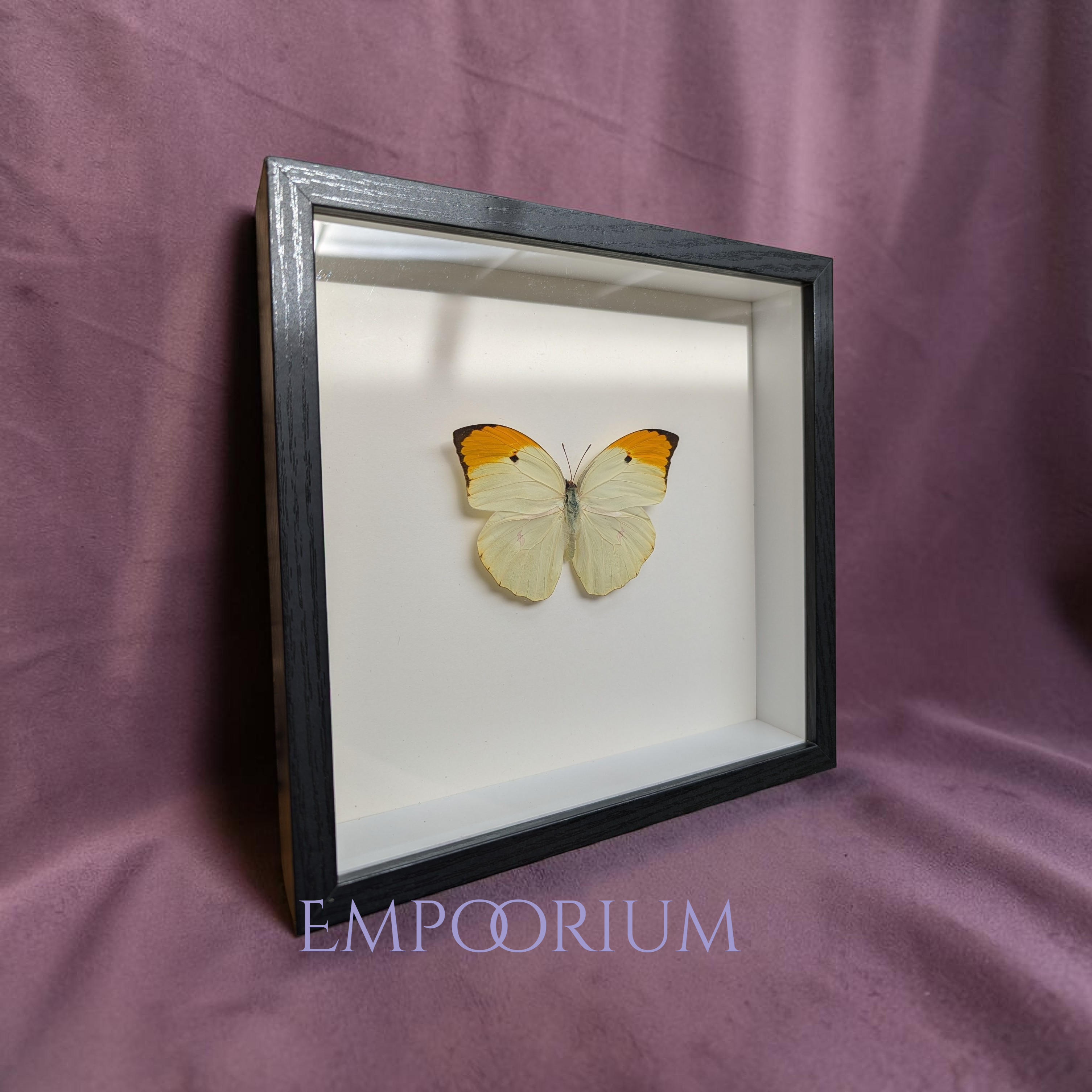Florence - Orange-tipped Angled-Sulphur Butterfly Framed Specimen