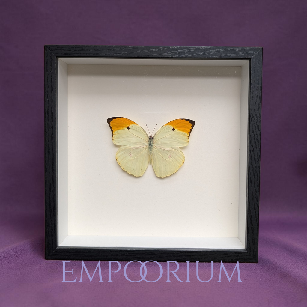 Florence - Orange-tipped Angled-Sulphur Butterfly Framed Specimen
