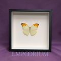 Florence - Orange-tipped Angled-Sulphur Butterfly Framed Specimen