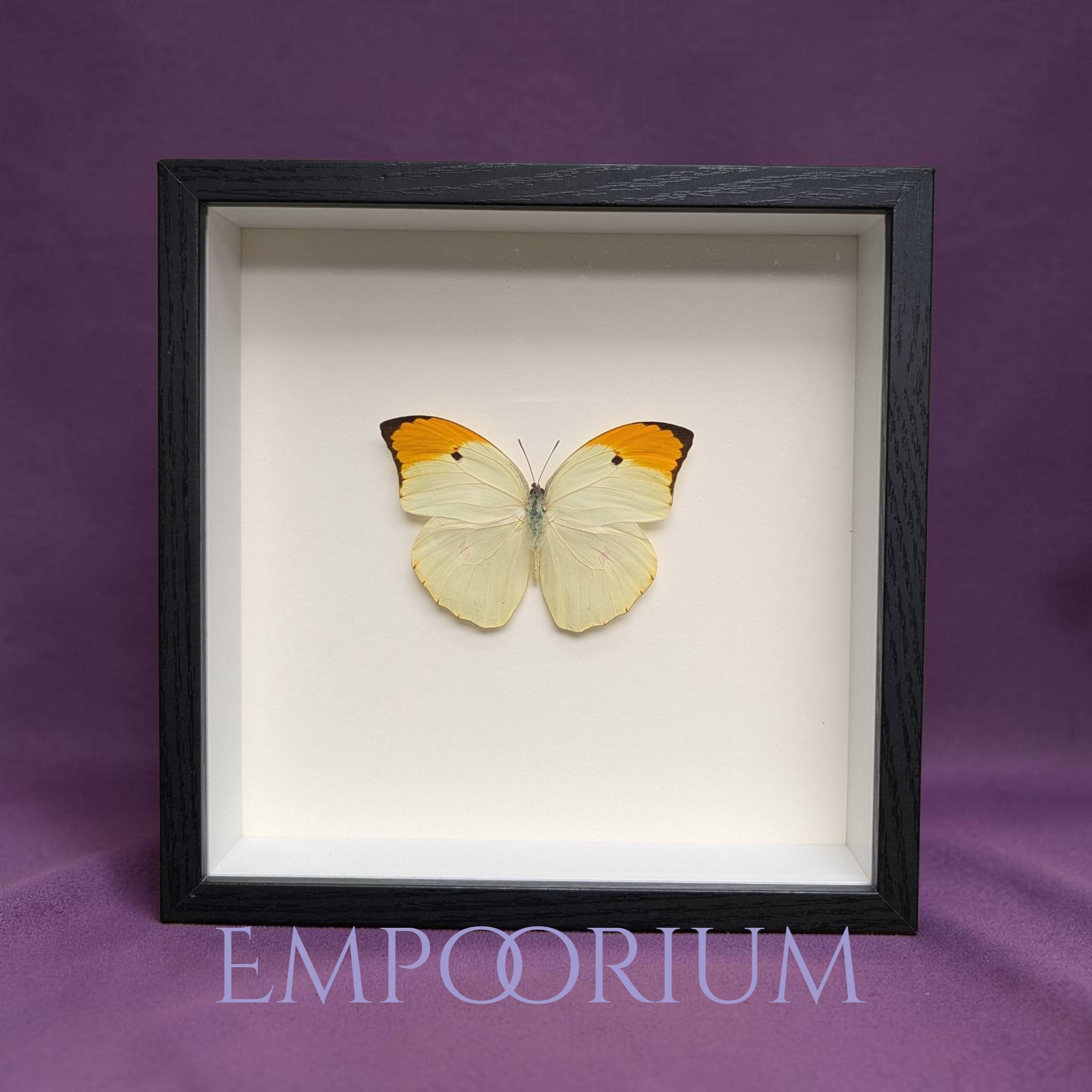 Florence - Orange-tipped Angled-Sulphur Butterfly Framed Specimen
