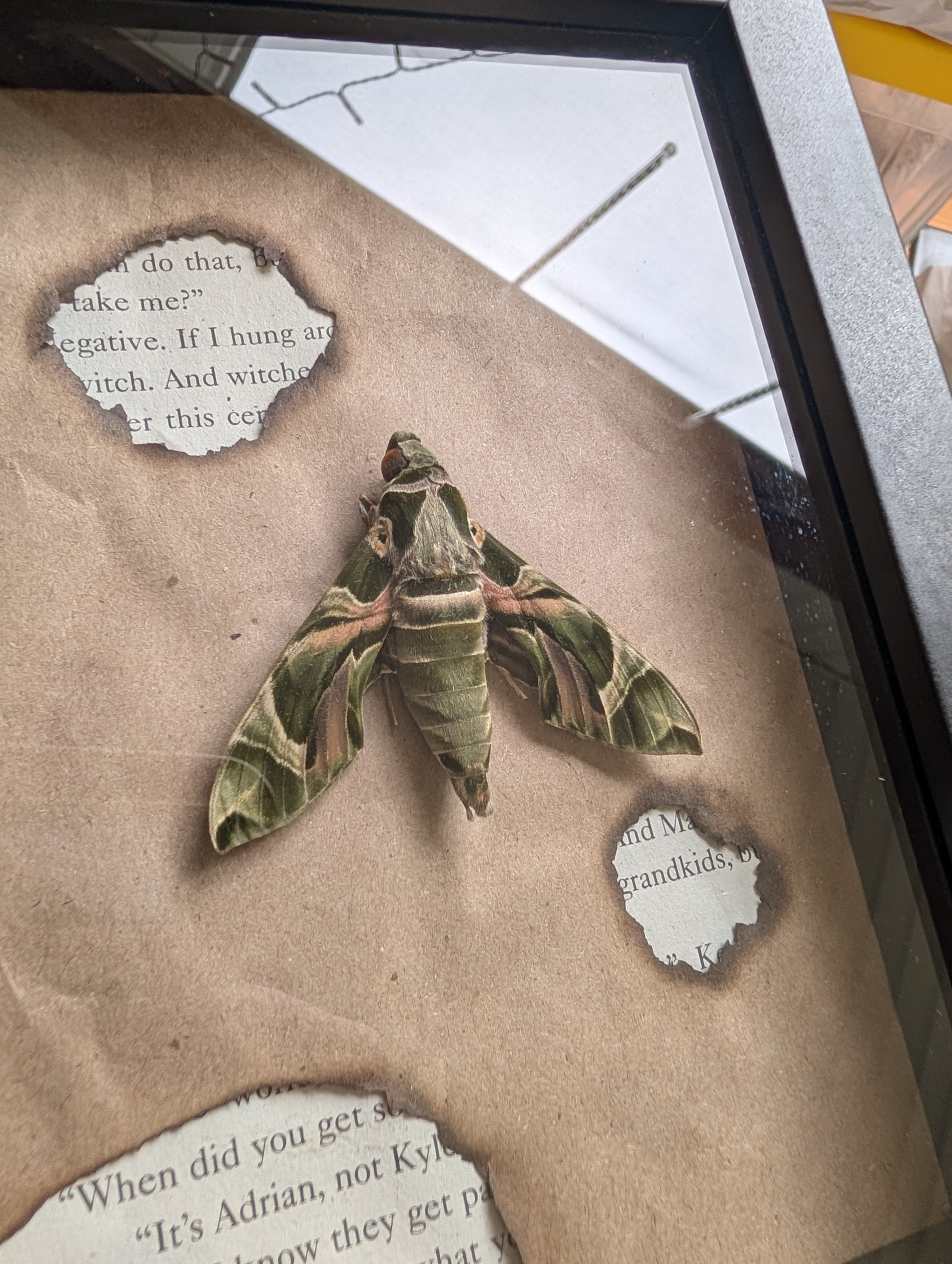 Cadet : Oleander Hawk Moth Literary Shadowbox