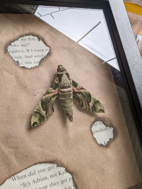 Cadet : Oleander Hawk Moth Literary Shadowbox