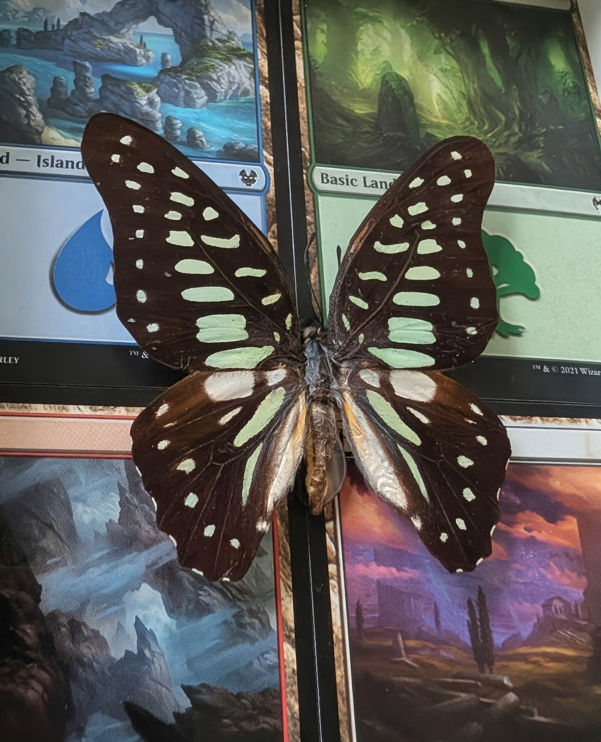 Gaia : Common Jay Swallowtail Magic: The Gathering Shadowbox