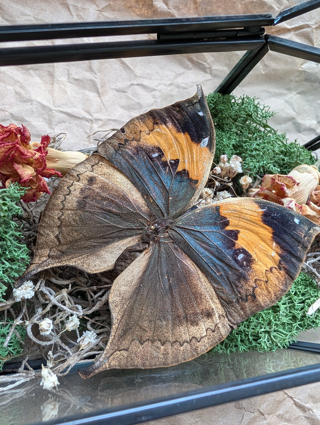 Dante - Dead Leaf Butterfly Botanical Coffin Display