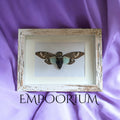 Noelle : Blue Cicada Framed Specimen