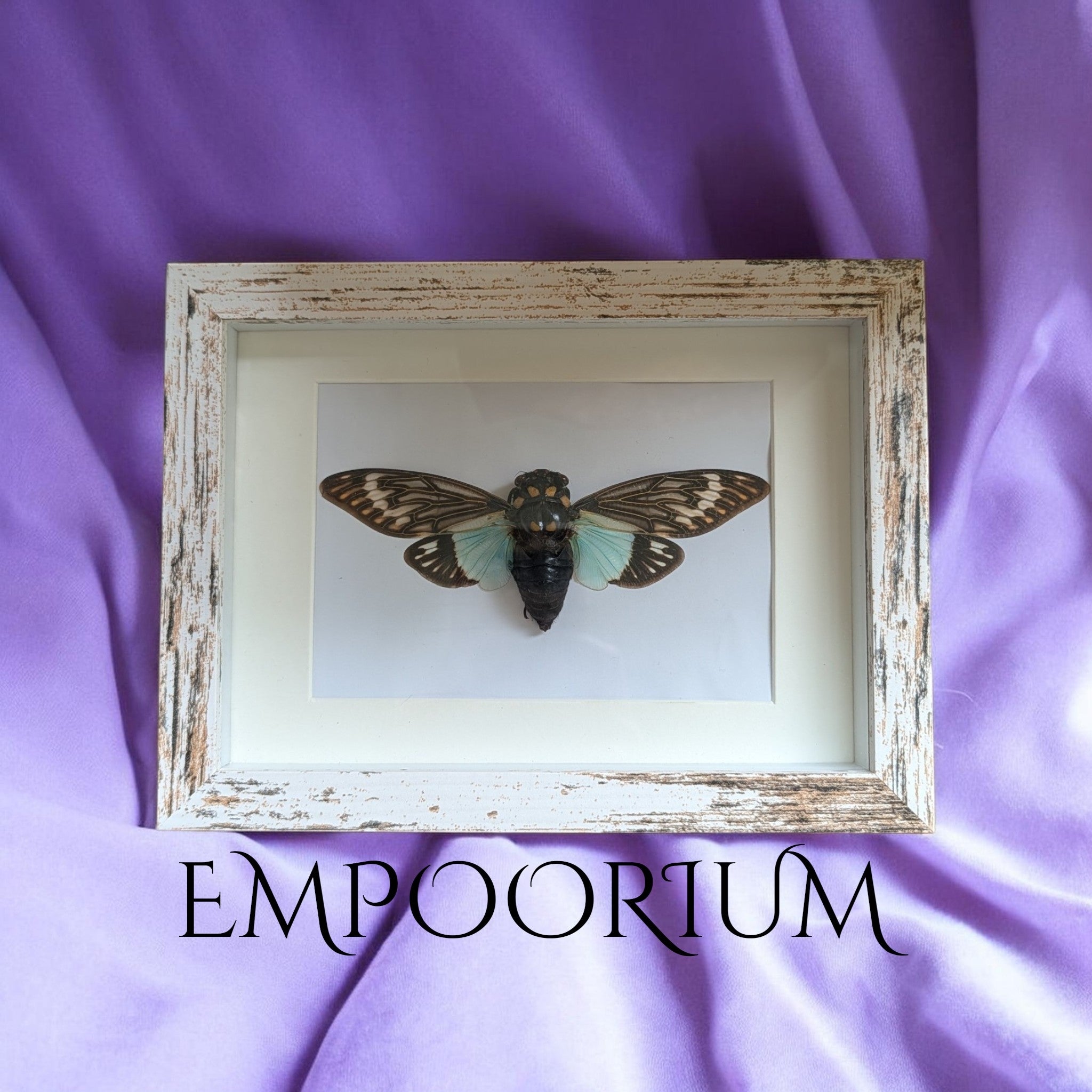 Noelle : Blue Cicada Framed Specimen